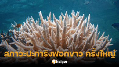 สื่อนอกยืนยัน ทั้งโลกกำลังเผชิญสภาวะ 'ปะการังฟอกขาว' ครั้งใหญ่ รอบที่ 4