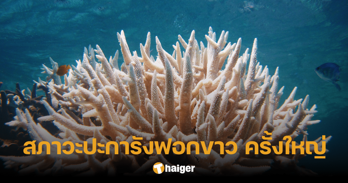 สื่อนอกยืนยัน ทั้งโลกกำลังเผชิญสภาวะ 'ปะการังฟอกขาว' ครั้งใหญ่ รอบที่ 4