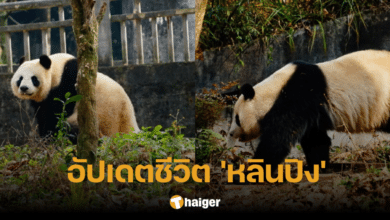 ส่องชีวิต 'หลินปิง' แพนด้าขวัญใจชาวไทย หลังถูกส่งกลับจีน ปัจจุบันเป็นแม่ลูก 7
