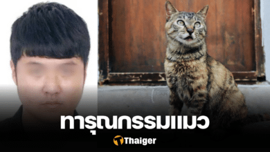 หนุ่มหัวกระทิ ทารุณกรรมแมว