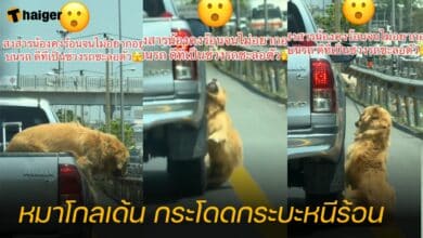 หมาโกลเด้น กระโดดกระบะหนีร้อน