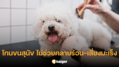 อาจารย์เจษฎา ตอบแล้ว ไม่ควรตัด-โกนขนสุนัข สายพันธุ์ขน 2 ชั้น เสี่ยงมะเร็งผิวหนัง