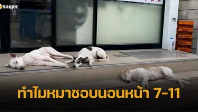 เฉลยแล้ว ทำไมหมาชอบนอนหน้าเซเว่น