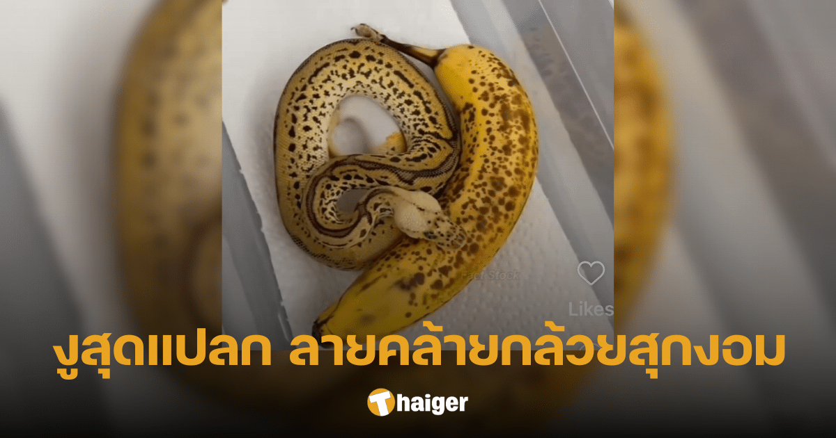 เฉลยแล้ว สาวแชร์ภาพ 'งู' ลวดลายคล้ายกล้วยสุกงอม ที่แท้คือสายพันธุ์นี้