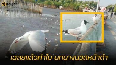 เฉลยแล้วทำไม นกนางนวลหน้าดำ