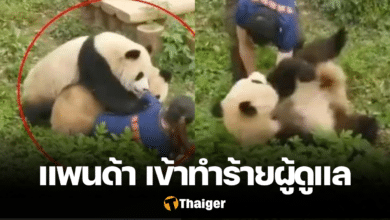 แพนด้า ทำร้ายเจ้าหน้าที่ดูแลสวนสัตว์