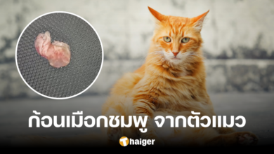 โล่งอก สาวเจอ 'ก้อนเมือกชมพู' หลุดออกจากตัวแมว ไม่ใช่อวัยวะสำคัญอย่างที่คิด