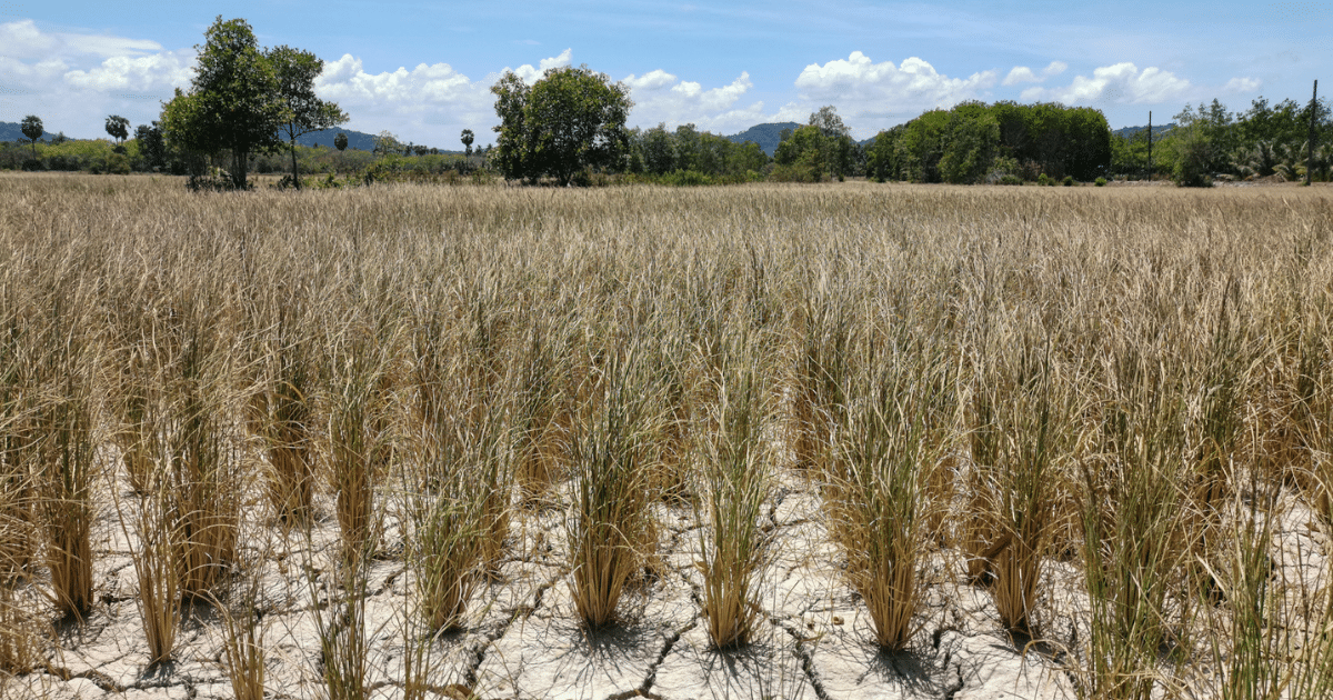 ประเทศไทย ร้อนจัด แห้งแล้ง