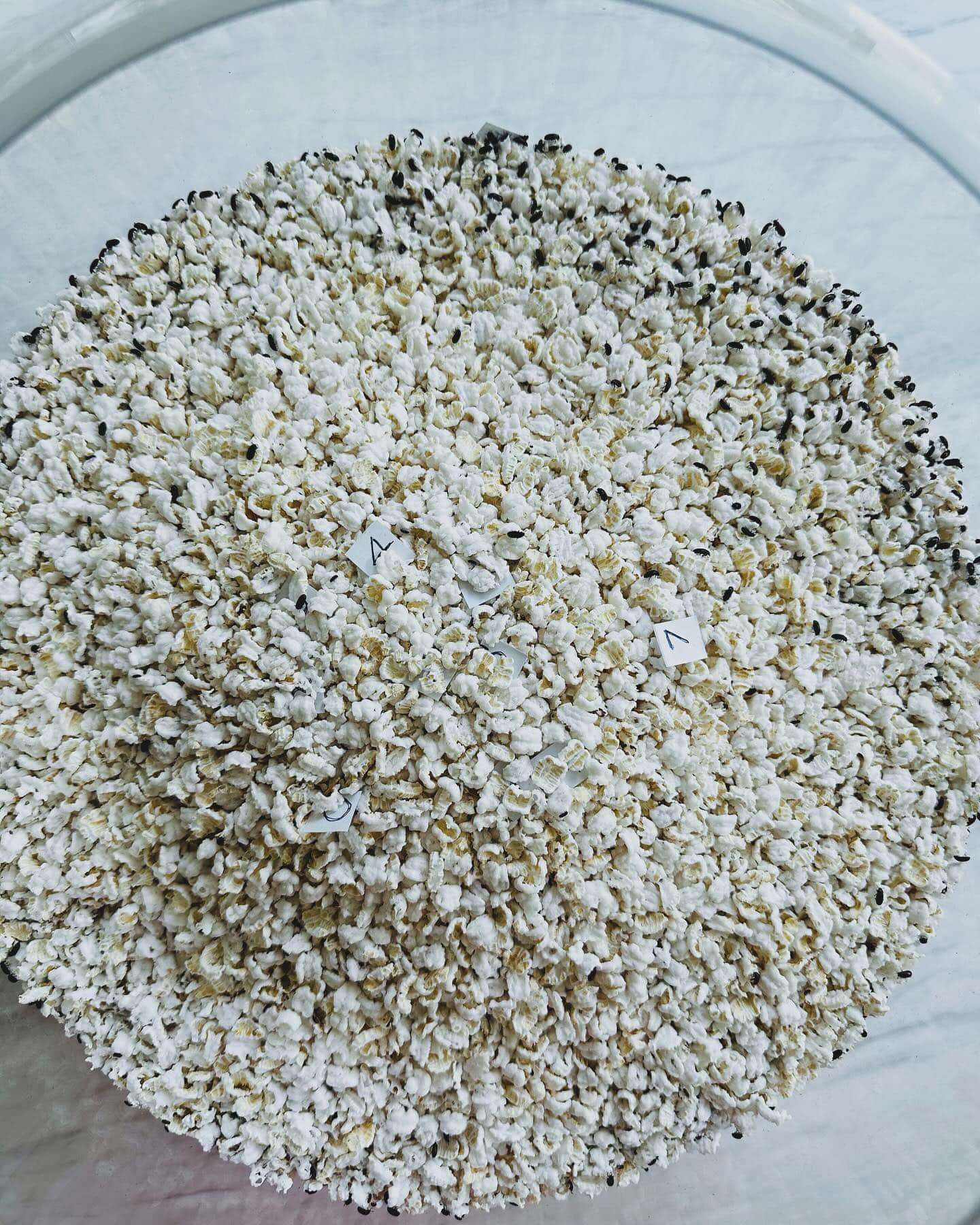 เลขเด็ด อ๋อม สกาวใจ 16 พฤษภาคม 2567 น้องกระดิ่งแมว