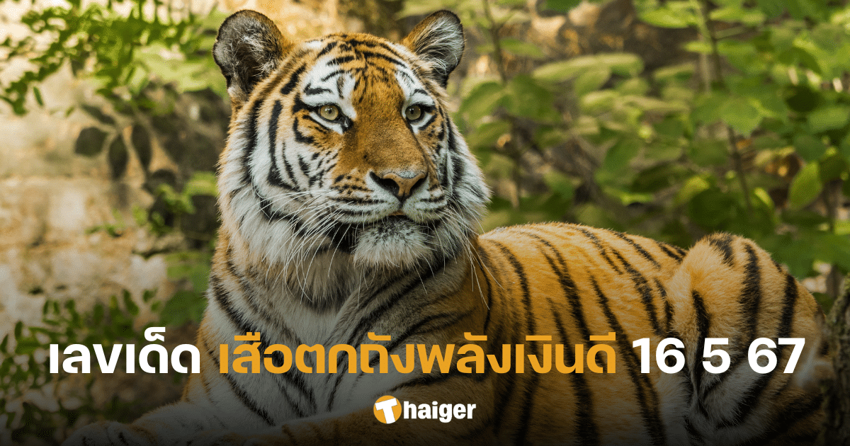 มุงด่วน เลขเด็ด เสือตกถังพลังเงินดี คำรามแจกโชคต่อเนื่อง งวด 16 พ.ค. 67 | Thaiger ข่าวไทย
