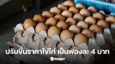 Chicken eggs increase in price 29 May 2024