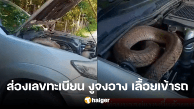 King cobra Vesak