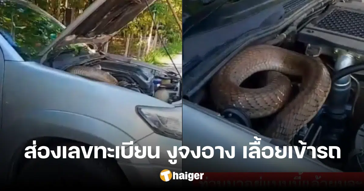 งูใหญ่ โผล่วันพระใหญ่ จงอาง 4 เมตร บุกกระโปรงรถ ขดเป็นเลข คอหวยซูมทะเบียน | Thaiger ข่าวไทย