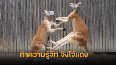 Red kangaroo Thailand