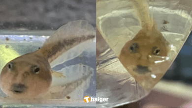 Tadpoles