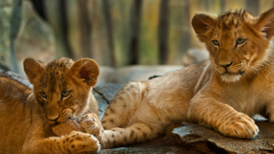 What are liger and tigon