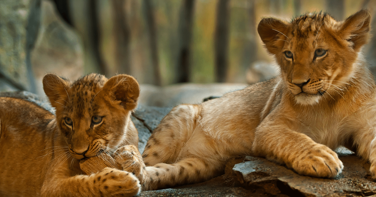 What are liger and tigon