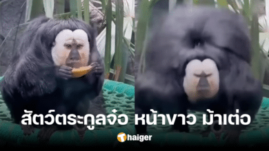White-faced saki
