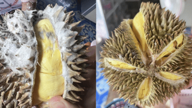 durian mold