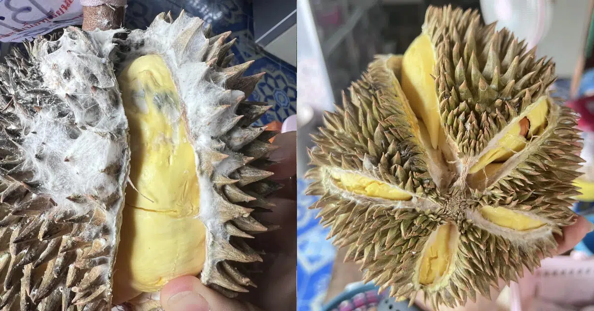 durian mold