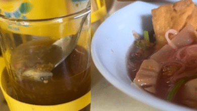 lizard in the noodle