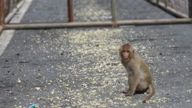 ภารกิจจับลิงลพบุรี 300 ตัว