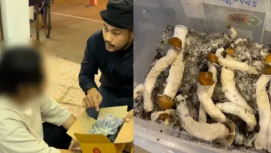 psilocybe mushroom arrested