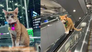 แมวส้ม สุวรรณภูมิ