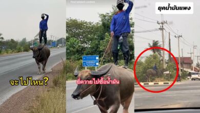 ขี่ควายไปซื้อน้ำมัน