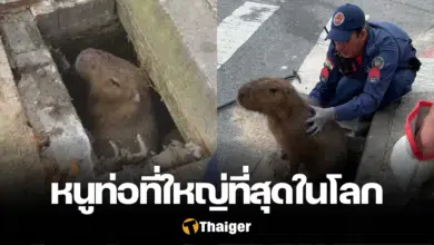 คาปิบารา ติดท่อระบายน้ำ