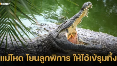 คุณแม่ทะเลาะกับสามี โยนลูกพิการให้จระเข้กิน