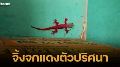 จิ้งจกแดงตัวปริศนา มาจากไหน คือพันธุ์อะไร