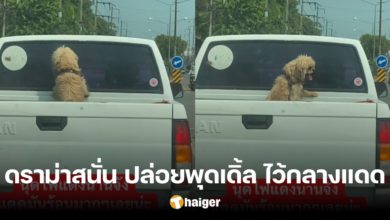ดราม่าสนั่น เจ้าของ ปล่อย 'พุดเดิ้ล' ไว้ท้ายรถกระบะ ทุรนทุราย กลางแดดร้อน