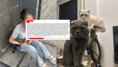ทอมโพสต์ชี้แจง ไม่ได้ตั้งใจโยนแมว อ้างแมวตกใจโดดลงไปเอง