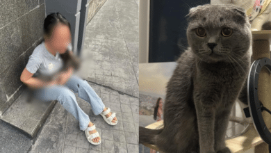 ทอมใจโหด ทะเลาะกับแฟนสาว โยนแมวหล่นตึก 21 ชั้น