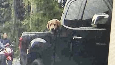 ทิ้งหมา