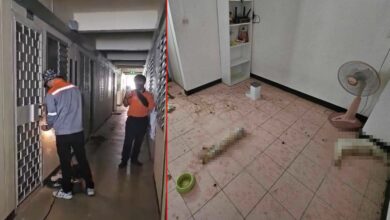 ปล่อยแมวอดอาหารตาย