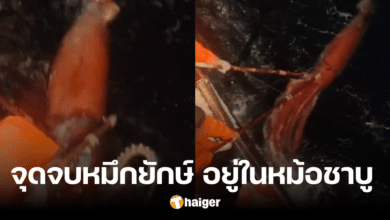 รู้หรือไม่ 'หมึกยักษ์' กลางทะเล ในคลิปไวรัล แท้คือที่มาของ 'หมึกบั้ง' ร้านชาบู