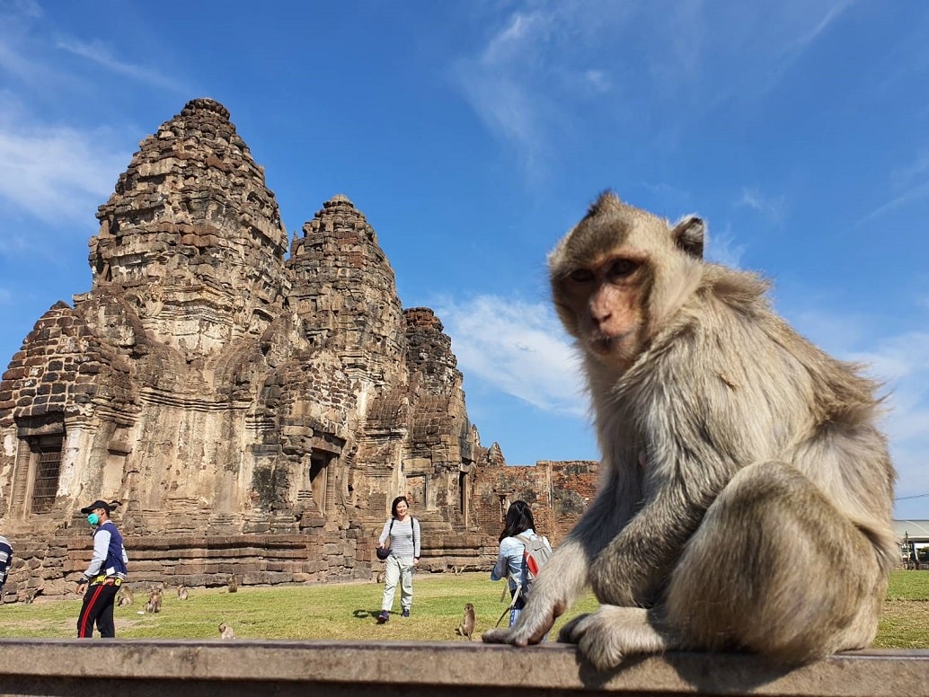 ลิงลพบุรี