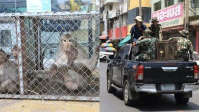 หมอล็อต จับลิงลพบุรี ทดลองระบบ