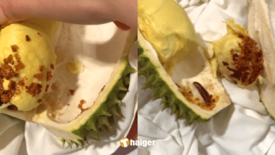 สาวกทุเรียนสุดช้ำ ตัวหนอนเบิ้ม เจาะทุเรียนทั้งพู โยนทิ้งยกลูก ก่อนได้ลิ้มรส