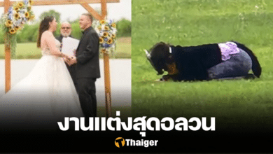 สาวใส่ชุดแมว ป่วนงานแต่ง