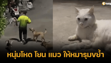 หนุ่มโหด โยน แมว ให้หมารุมขย้ำ