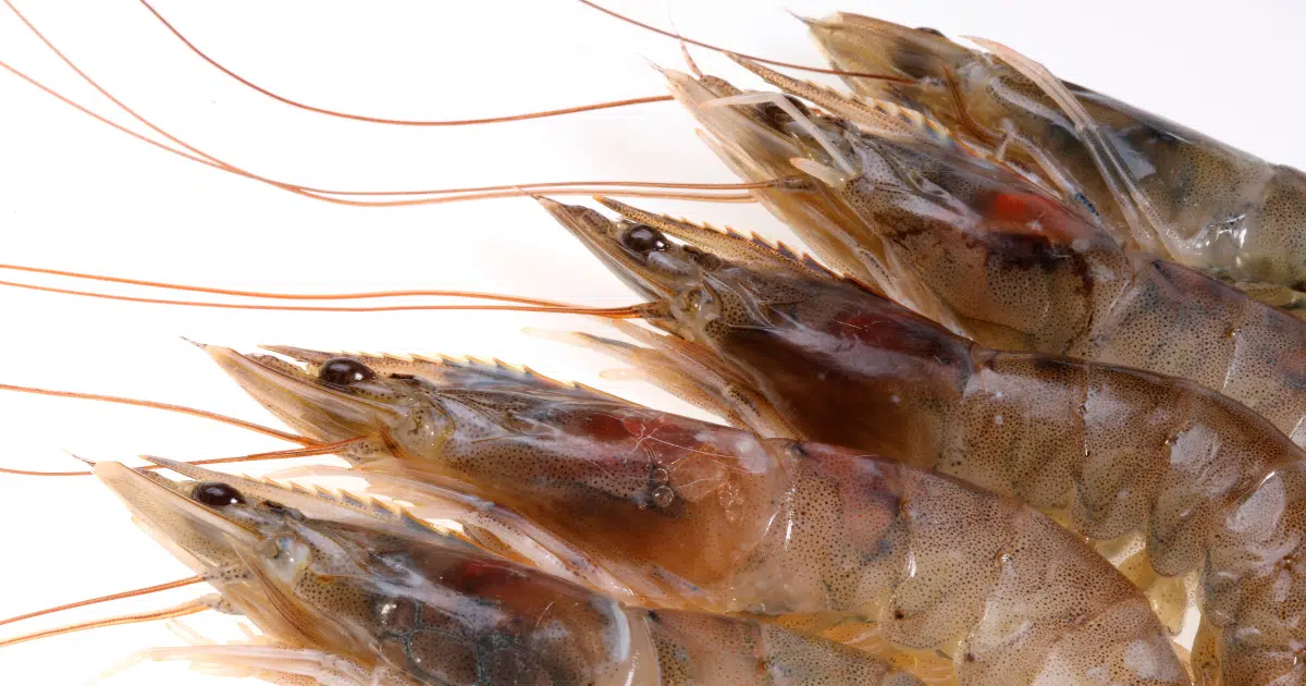 หัวกุ้งดำ