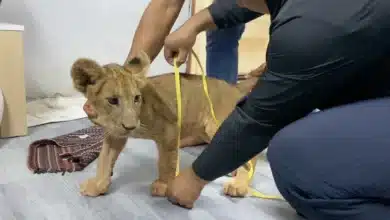 ไลเกอร์ ฮอลีวูด