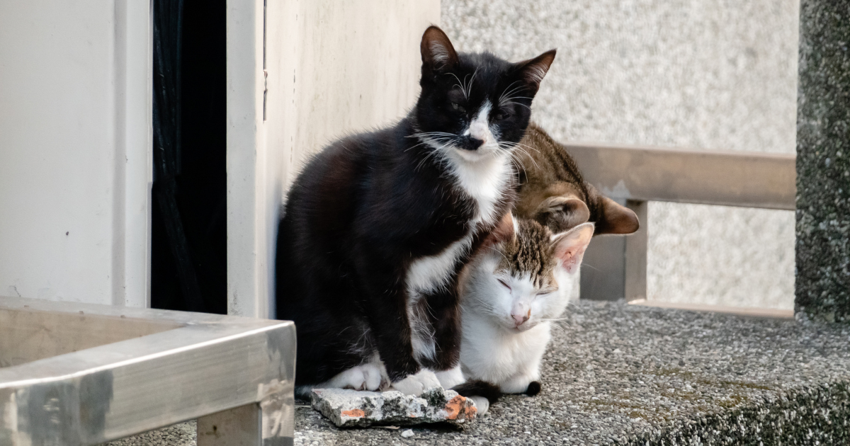 แมวจรจัด