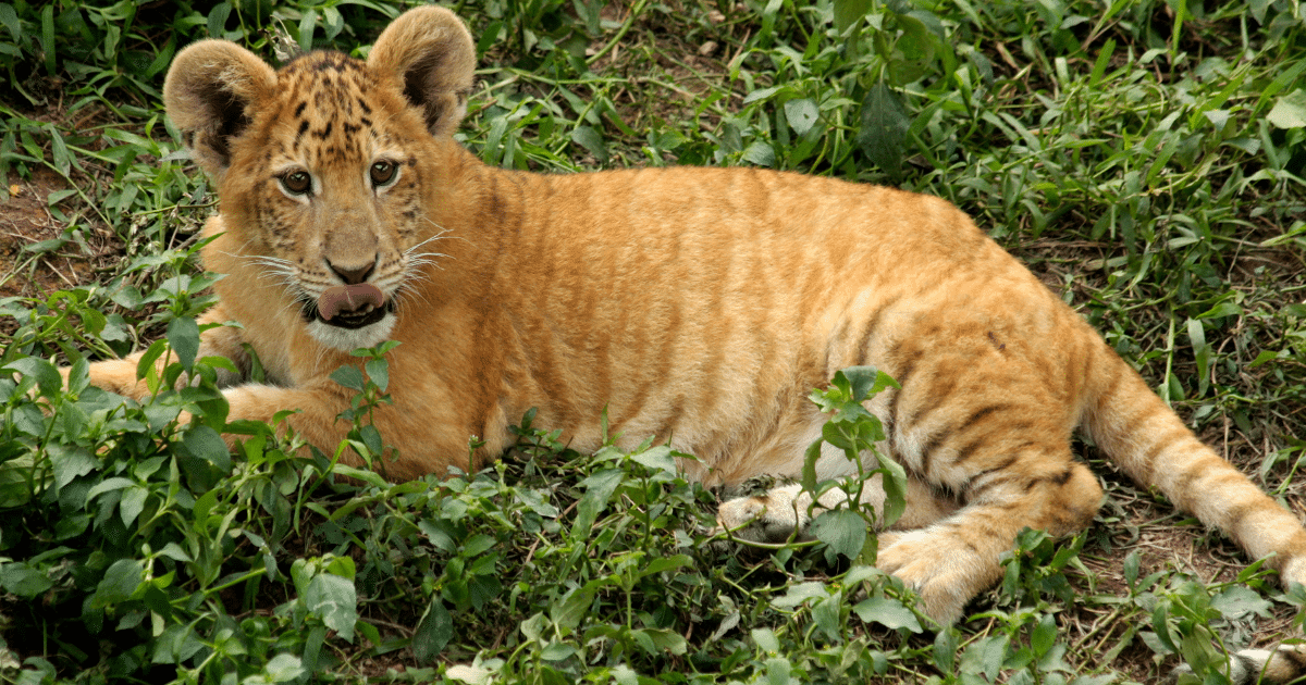 ไทกอน คืออะไร