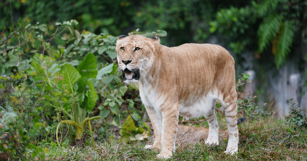 ไลเกอร์ คืออะไร