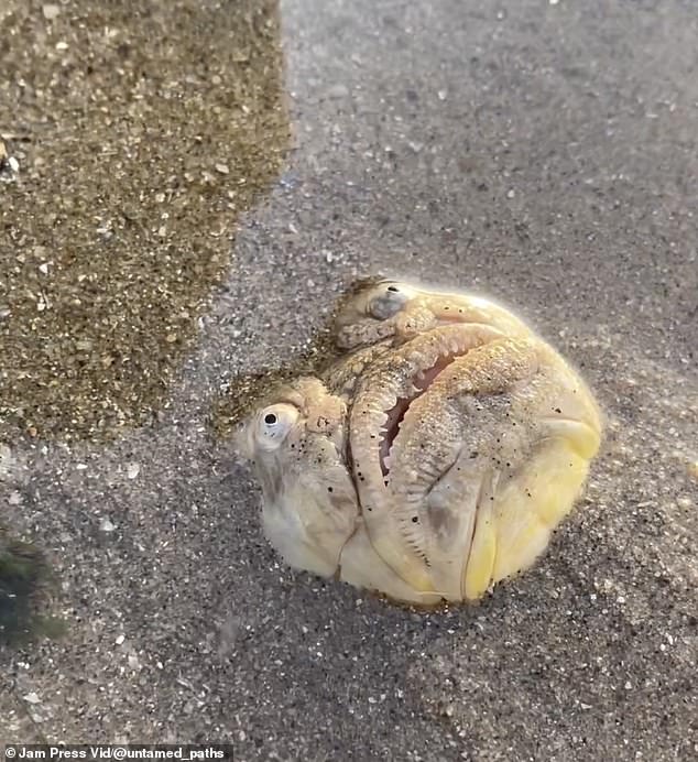 ปลาดาวทะเลปากยาวยังมีพิษที่ก้านครีบเหมือนปลากะรังหรือปลาสิงโต แถมบางสายพันธุ์ยังสามารถปล่อยกระแสไฟฟ้าได้อีกด้วย