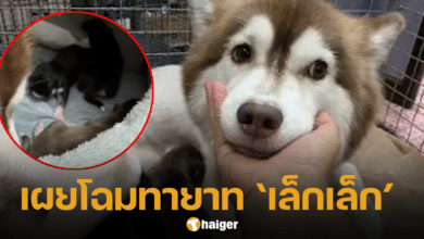 A Siberian scalded by hot water has given birth